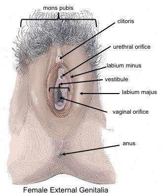 Diagram of female genitalia anatomy