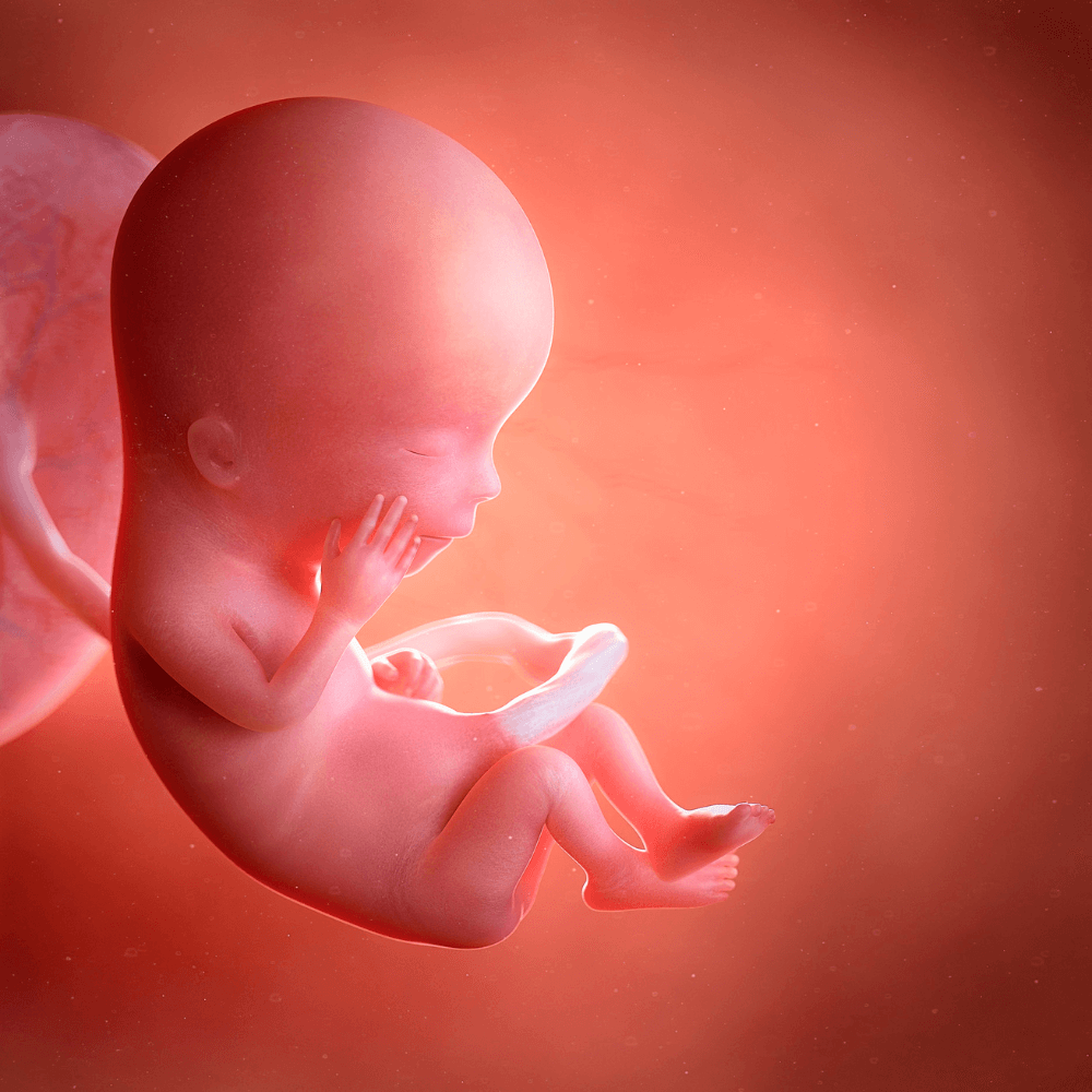 animation showing fetal development