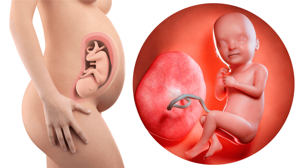 Animation showing a baby in the third trimester