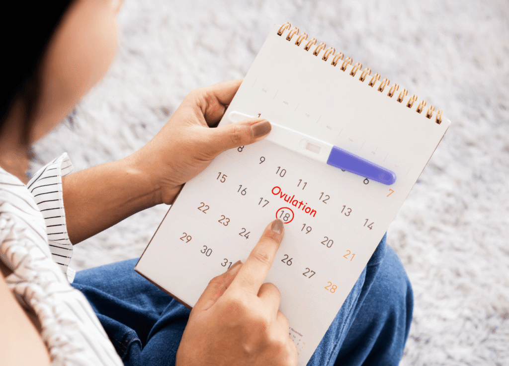 Woman holding a calendar and pregnancy test with an ovulation start date circled